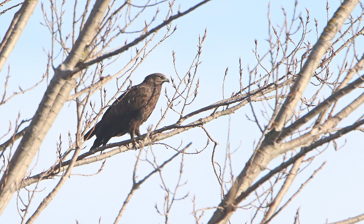 Greater Spotted Eagle - Ondřej Boháč