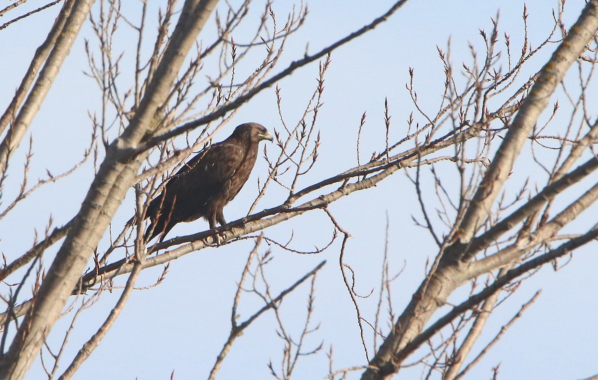 Greater Spotted Eagle - ML614897237