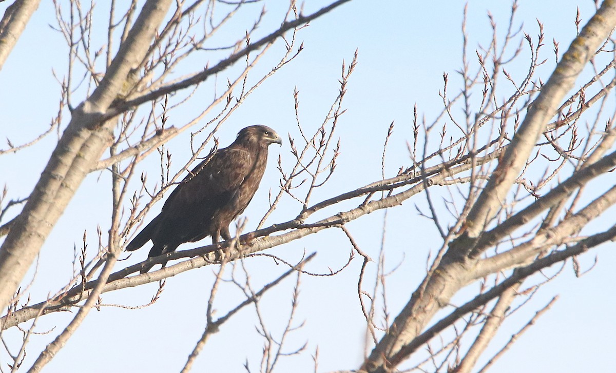 Greater Spotted Eagle - ML614897239