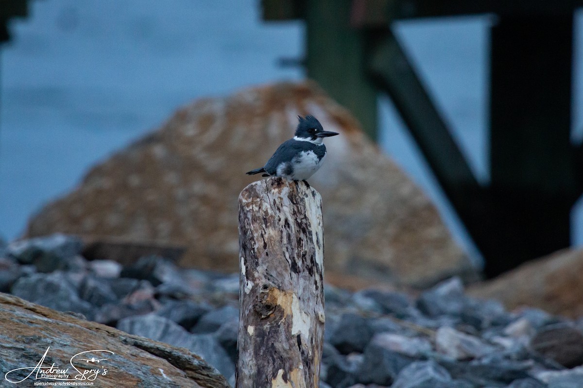 Belted Kingfisher - Andrew Spry