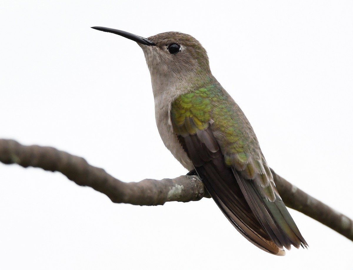 Tumbes Hummingbird - ML614897309