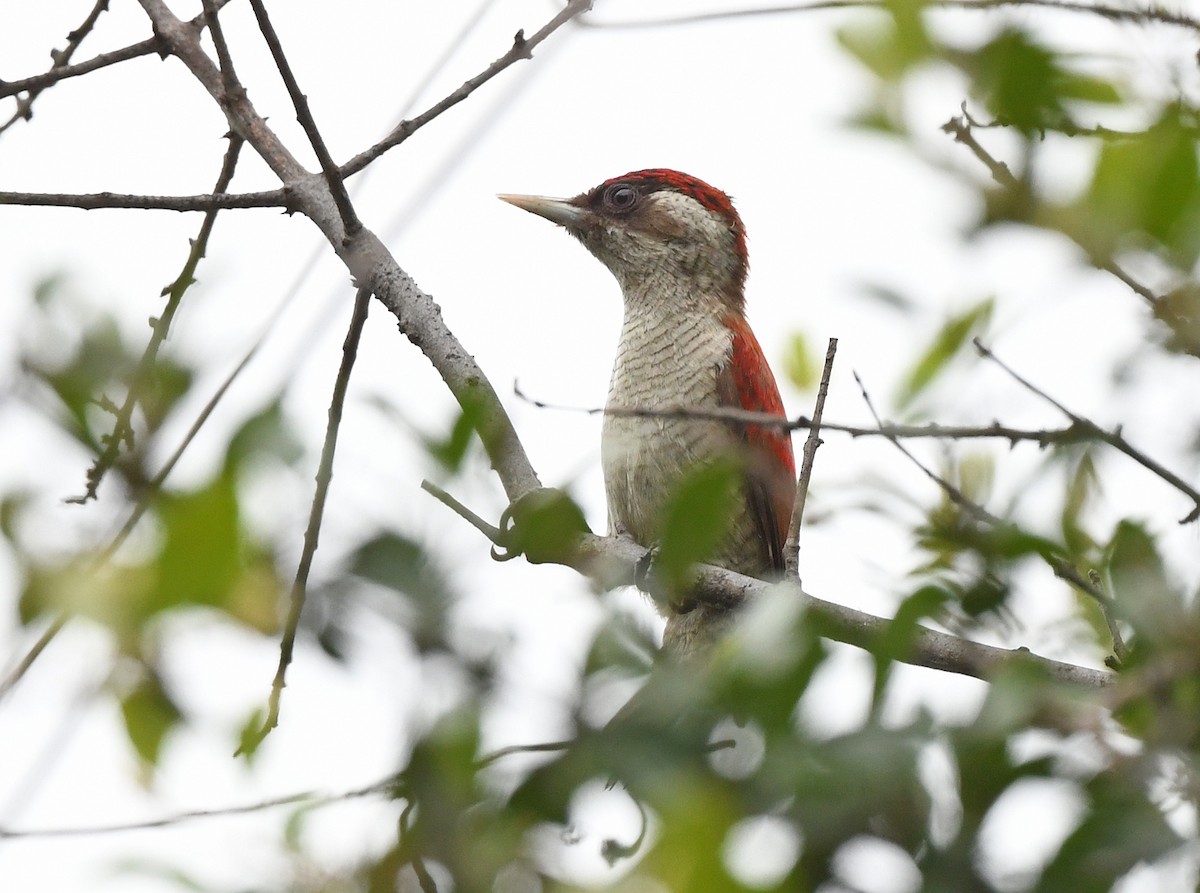 Scarlet-backed Woodpecker - ML614897339