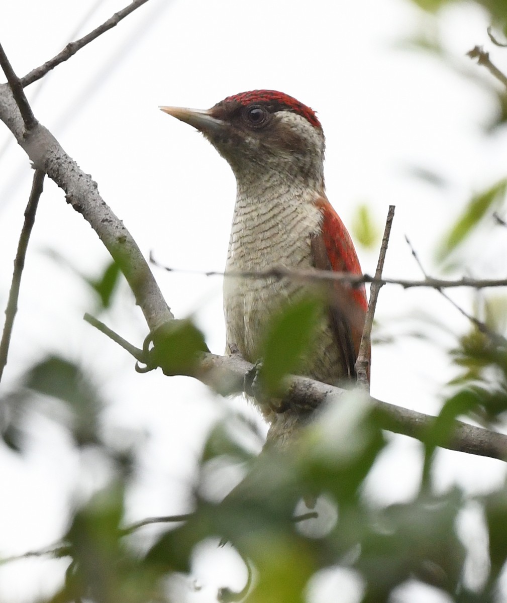 Scarlet-backed Woodpecker - ML614897340