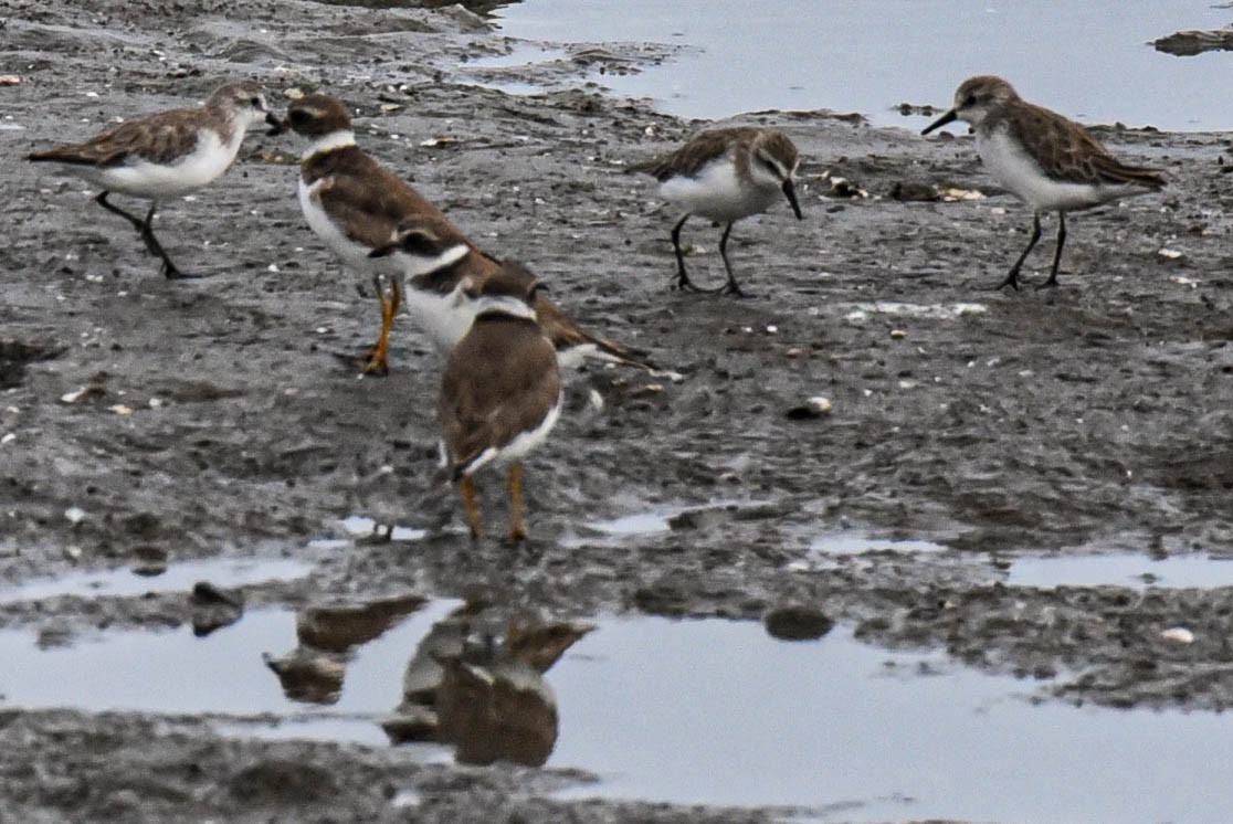 Semipalmated Plover - ML614897600
