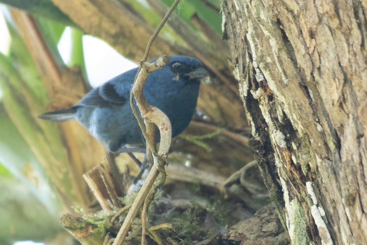 Blue-and-black Tanager (Blue-and-black) - ML614897685
