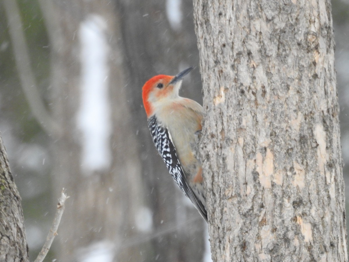 Red-bellied Woodpecker - sylvain murphy