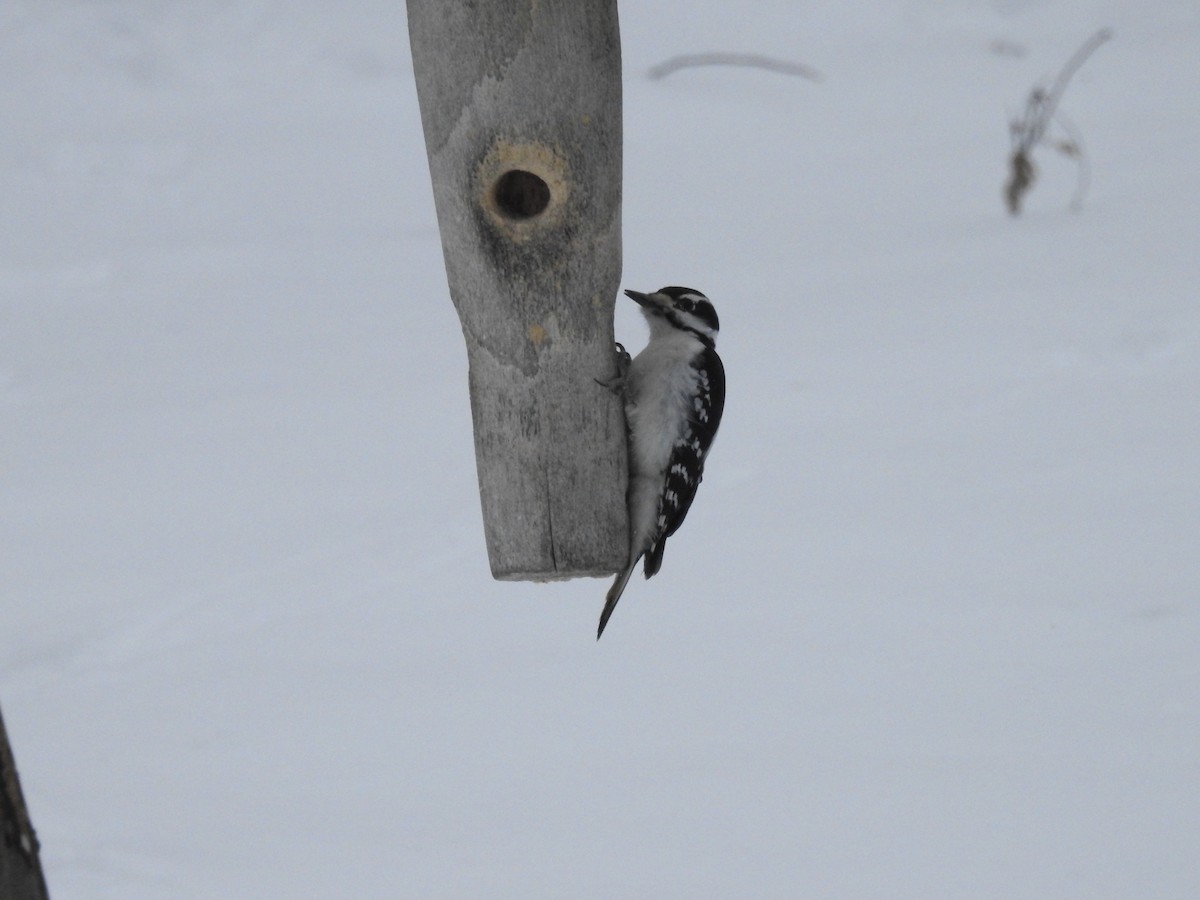 Downy Woodpecker - sylvain murphy