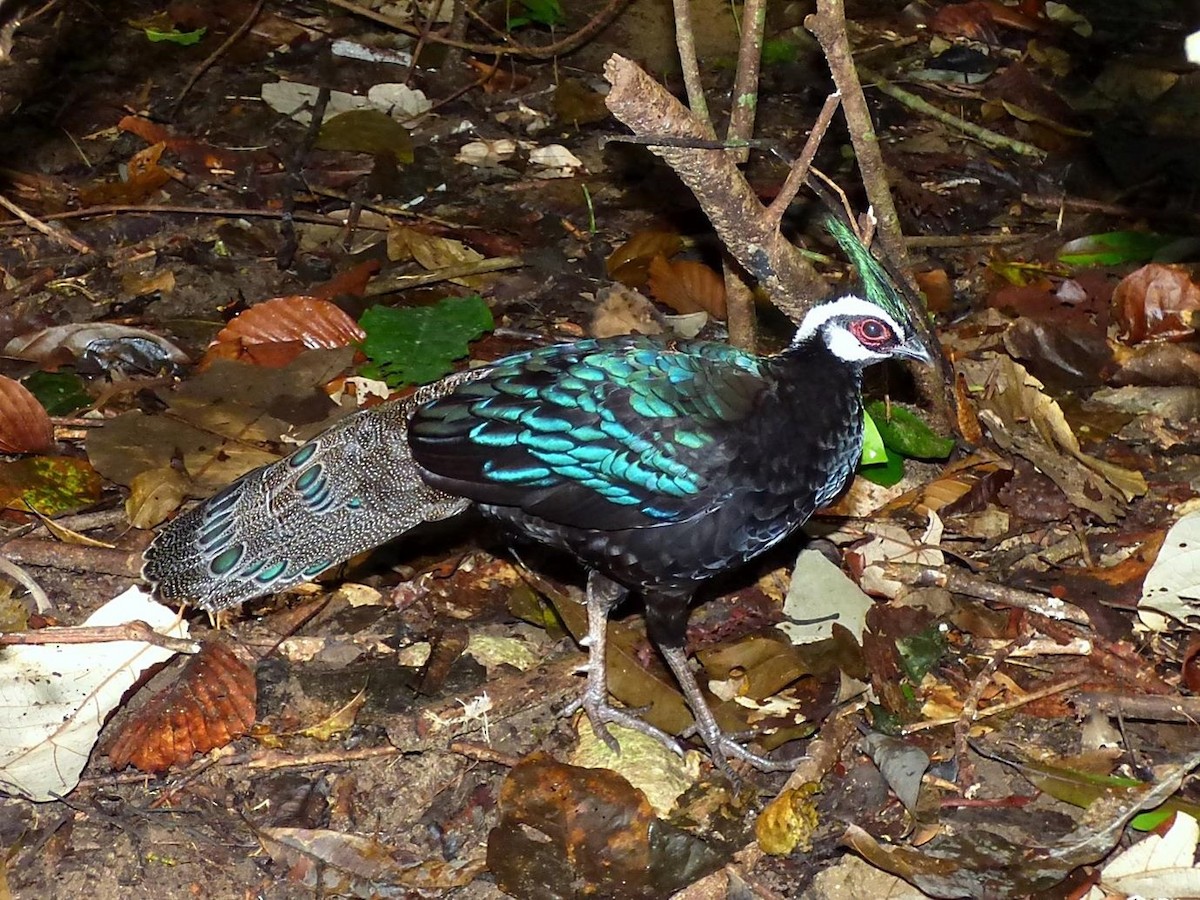 Palawan Peacock-Pheasant - ML614898304