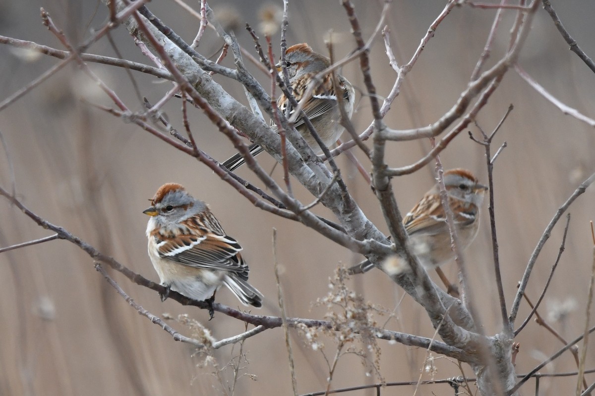 American Tree Sparrow - ML614898558