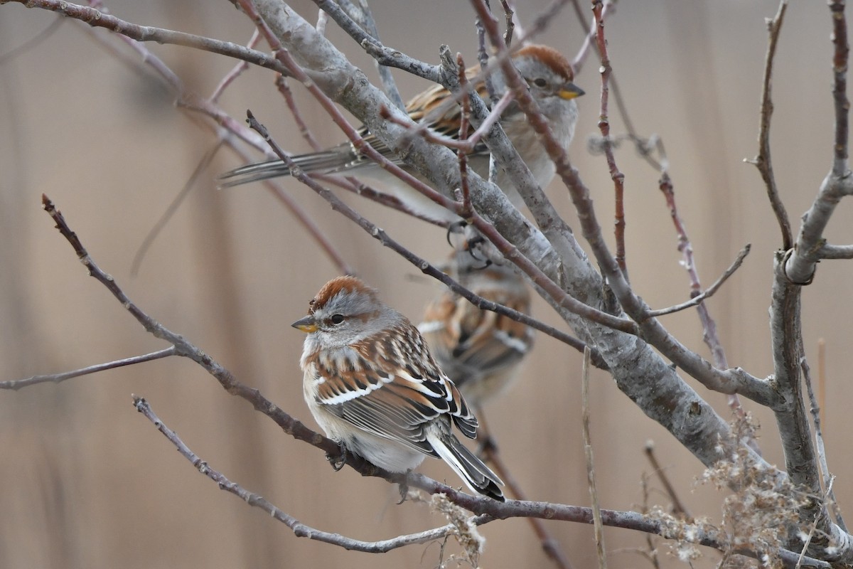 American Tree Sparrow - ML614898559