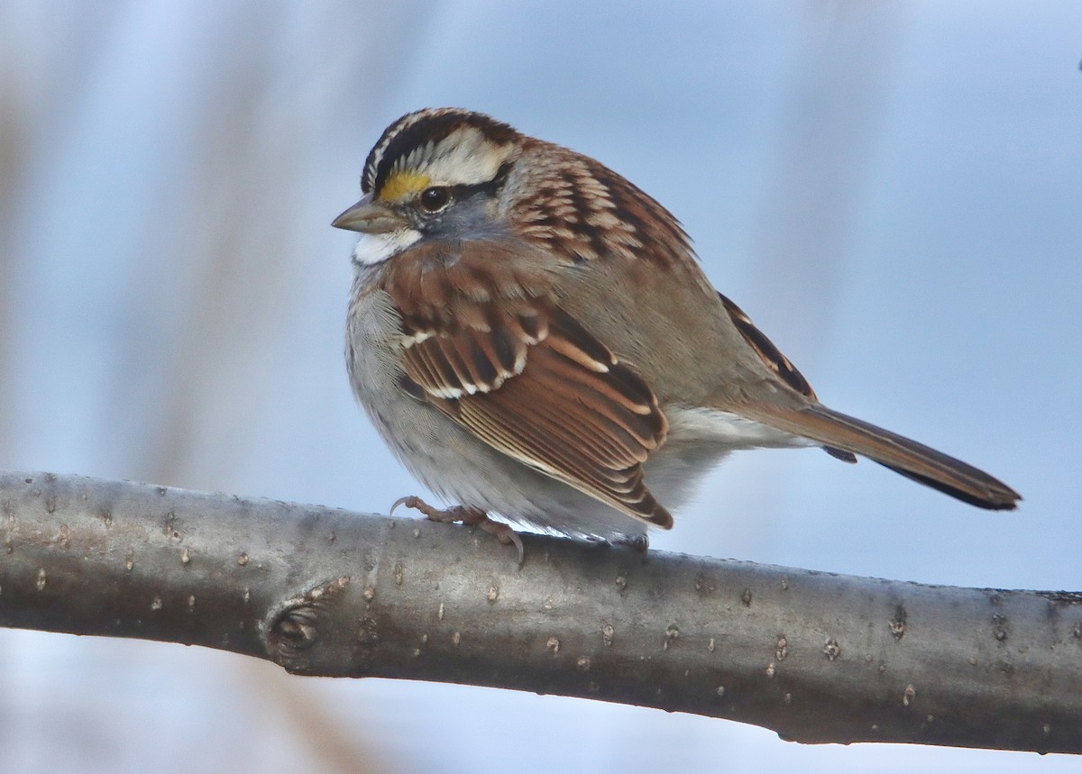 White-throated Sparrow - ML614898702