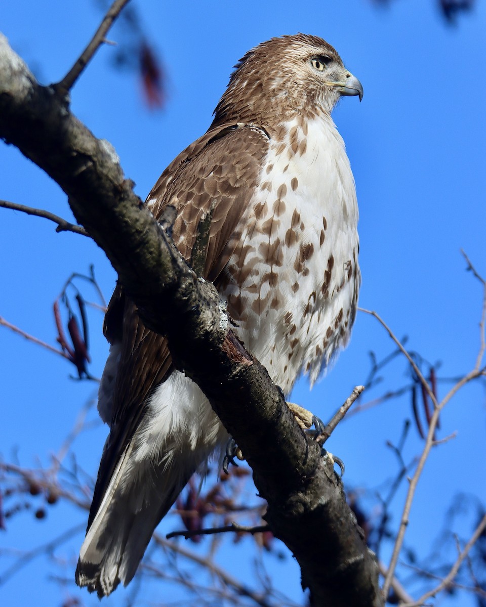 Red-tailed Hawk - ML614898755