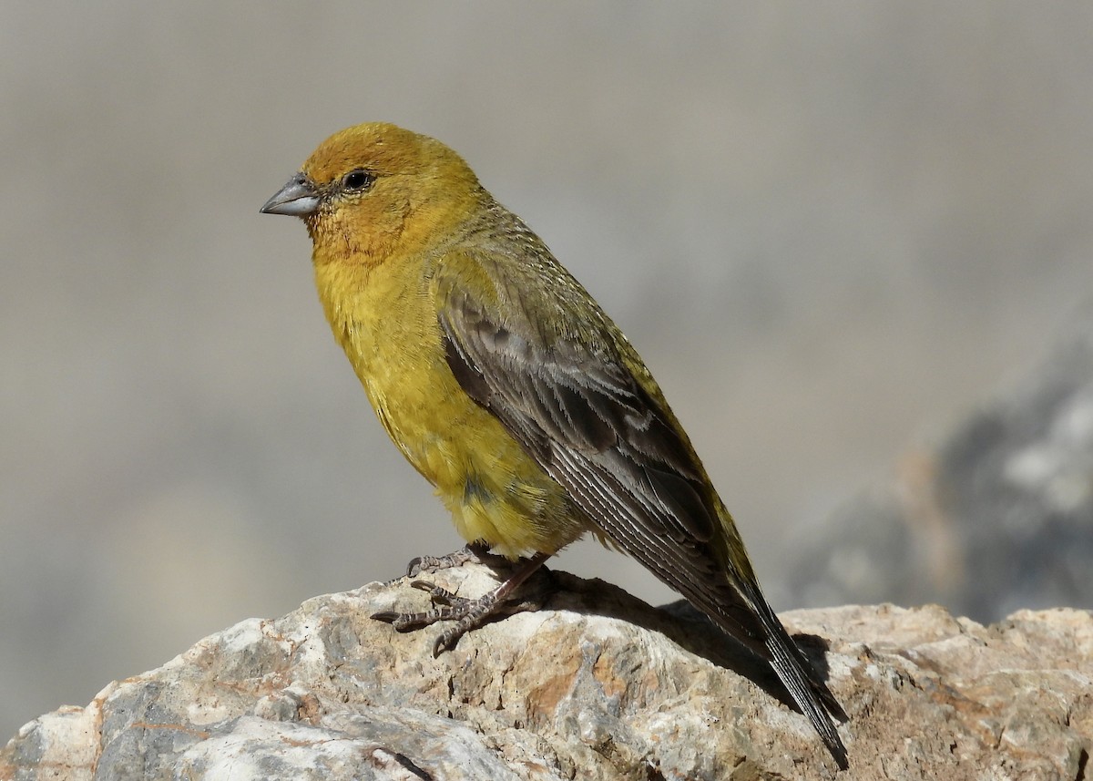 Greater Yellow-Finch - Simon Peile