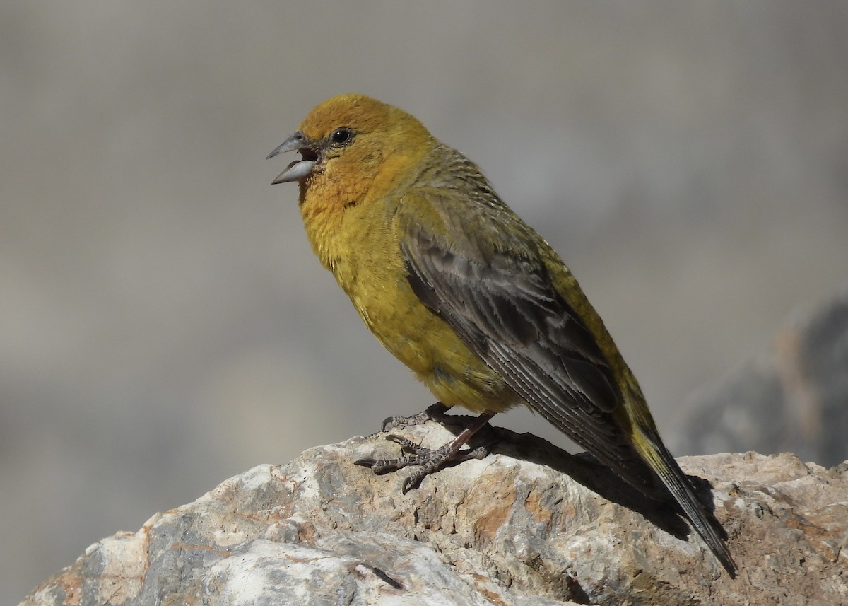 Greater Yellow-Finch - Simon Peile