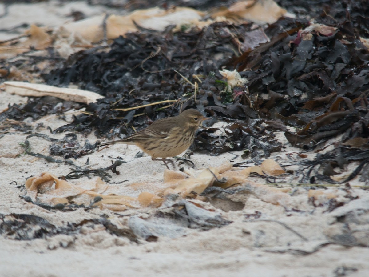 American Pipit (rubescens Group) - ML614898959