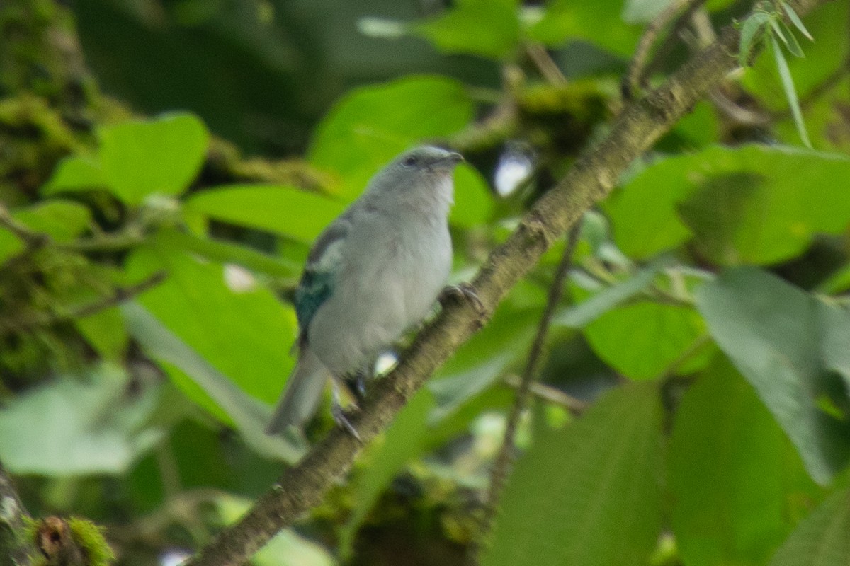 Blue-gray Tanager - Darío de la Fuente - Chilean Nature