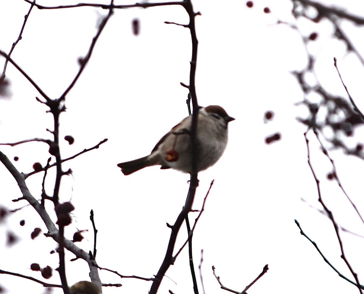 Eurasian Tree Sparrow - ML614899022