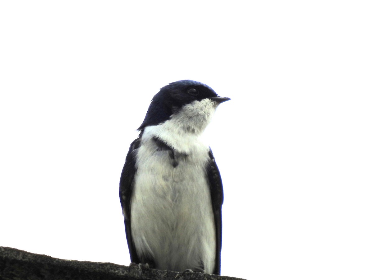 Blue-and-white Swallow (cyanoleuca) - ML614899219