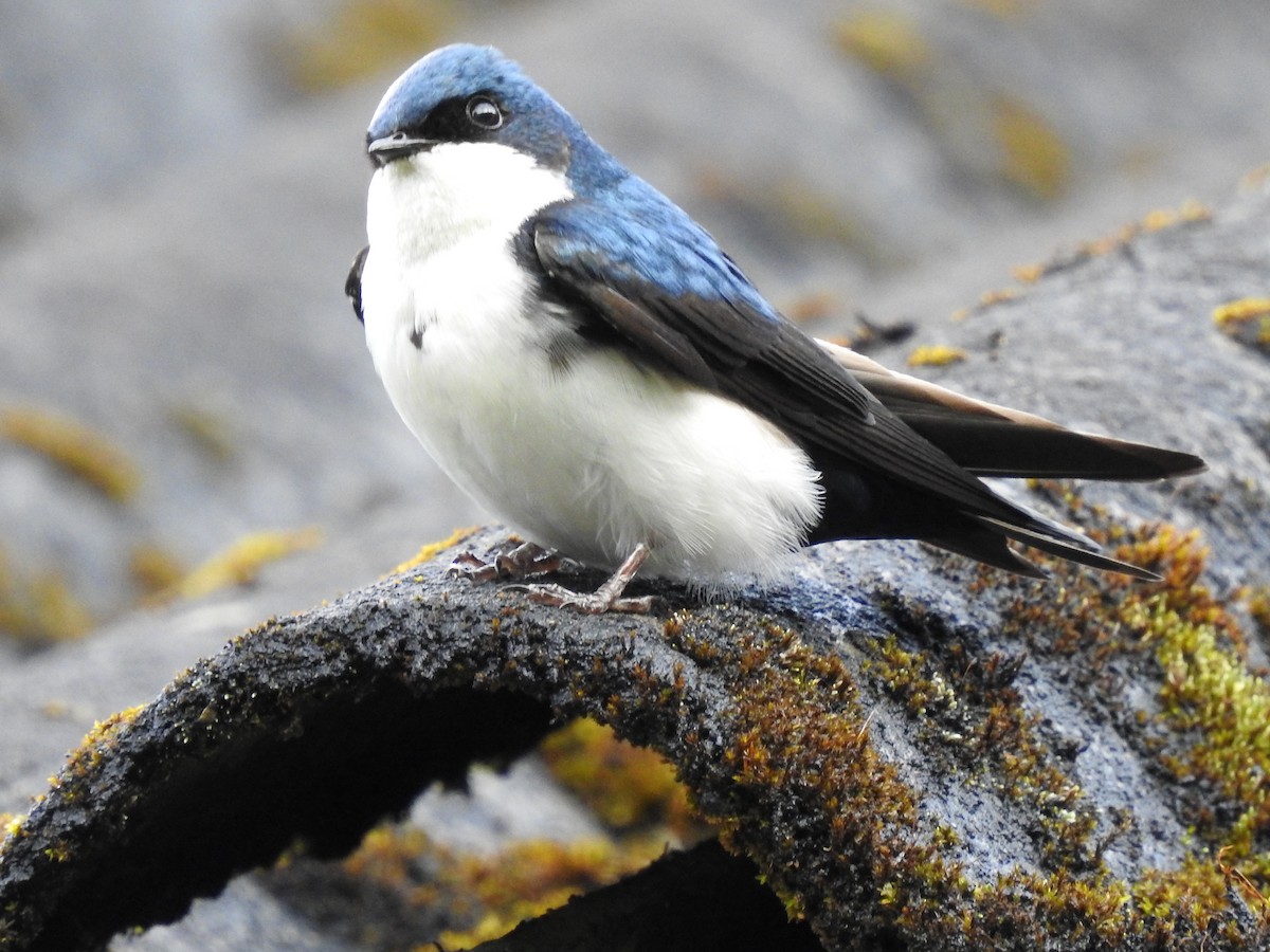 Blue-and-white Swallow (cyanoleuca) - ML614899256