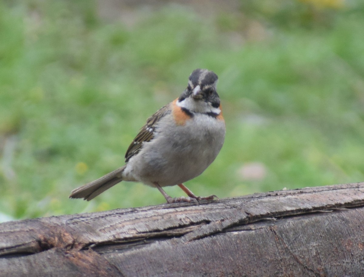 Rufous-collared Sparrow (Rufous-collared) - ML614899684