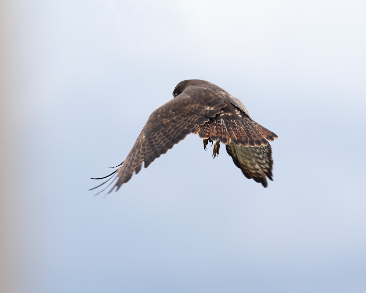 Red-tailed Hawk (Harlan's) - ML614899962