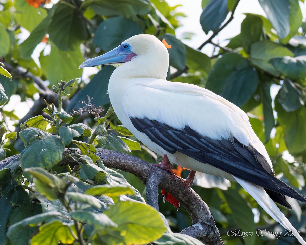 Red-footed Booby - ML614900181