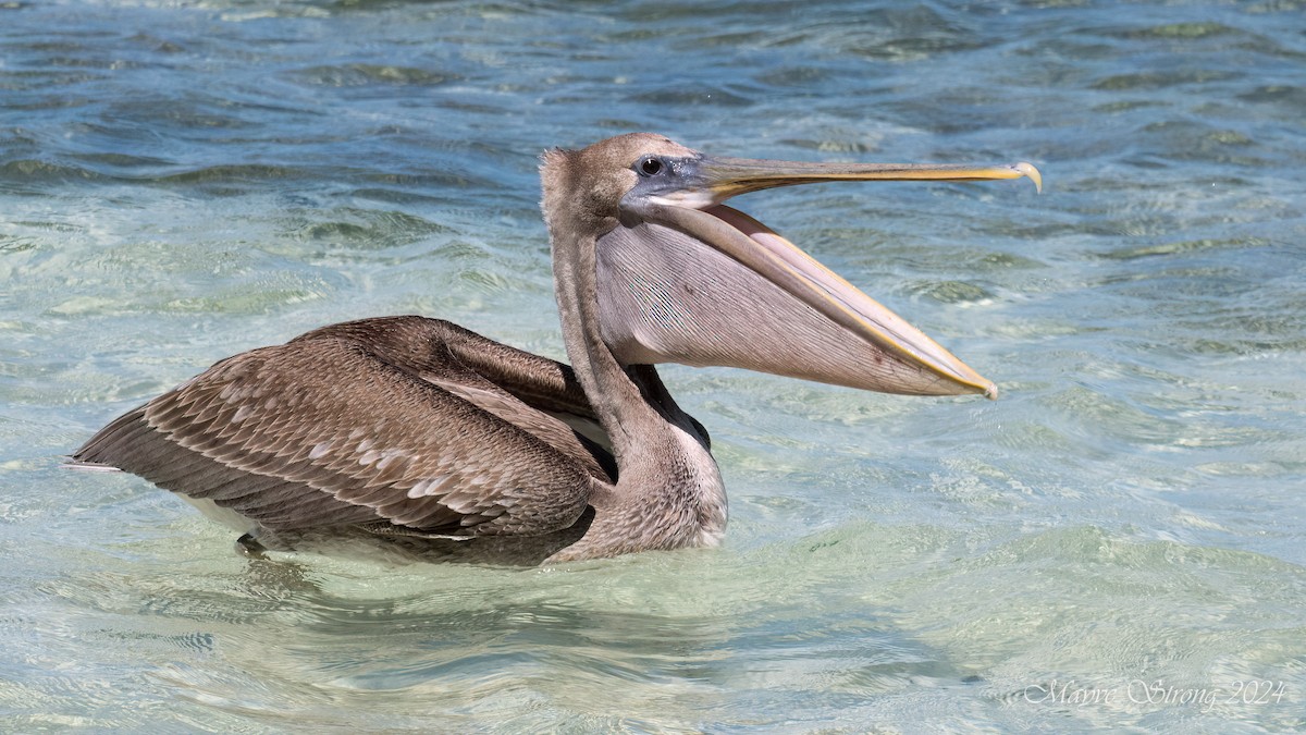 pelikán hnědý - ML614900196