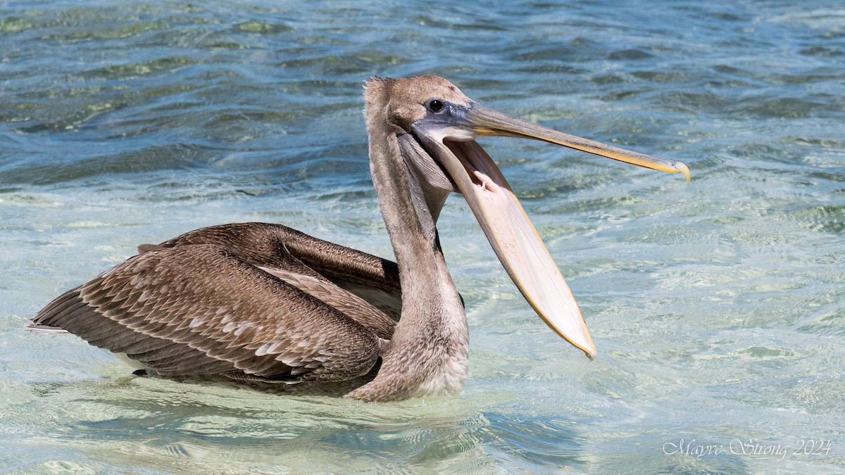 pelikán hnědý - ML614900197