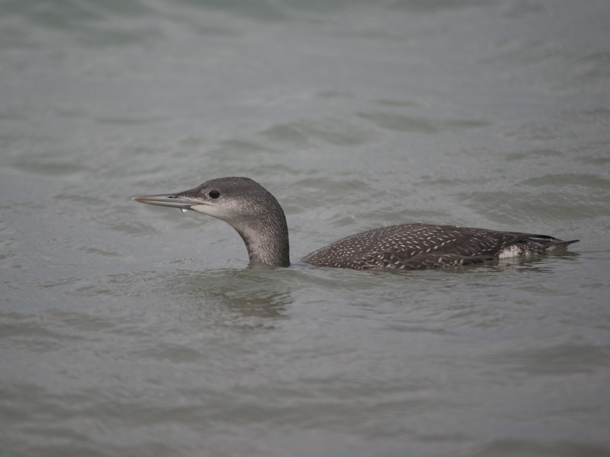 Red-throated Loon - ML614900210