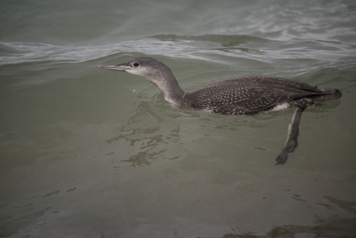 Red-throated Loon - ML614900211