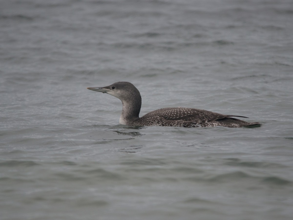 Red-throated Loon - David Campbell