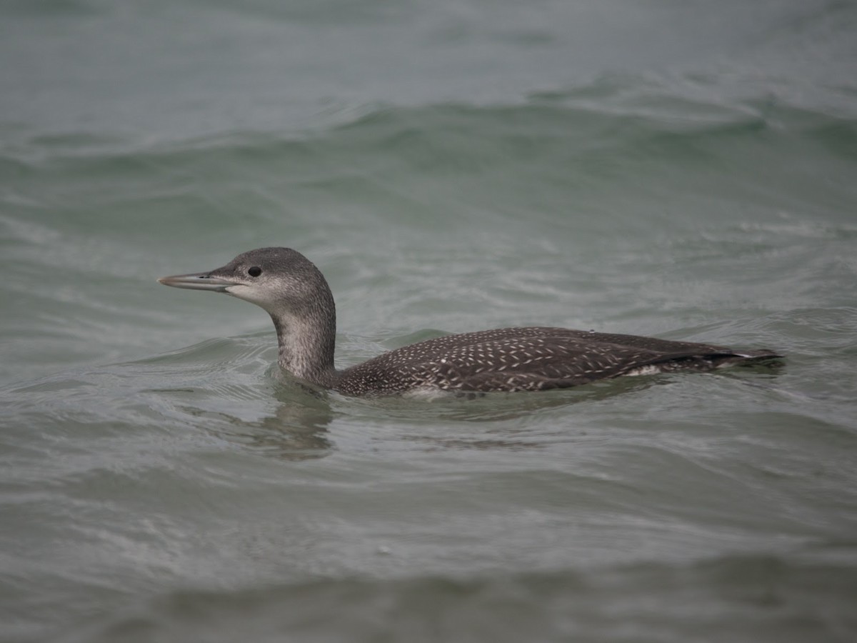 Red-throated Loon - ML614900213