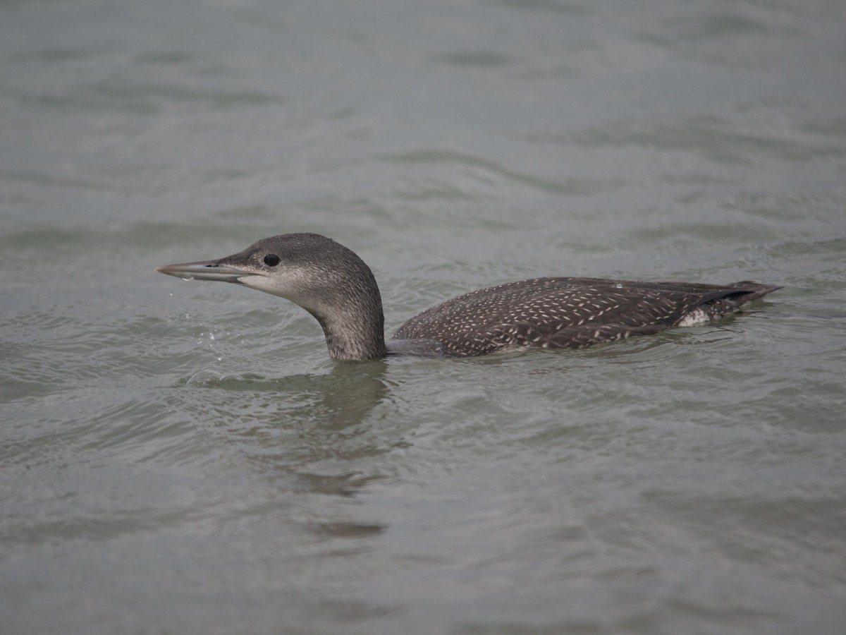 Red-throated Loon - David Campbell