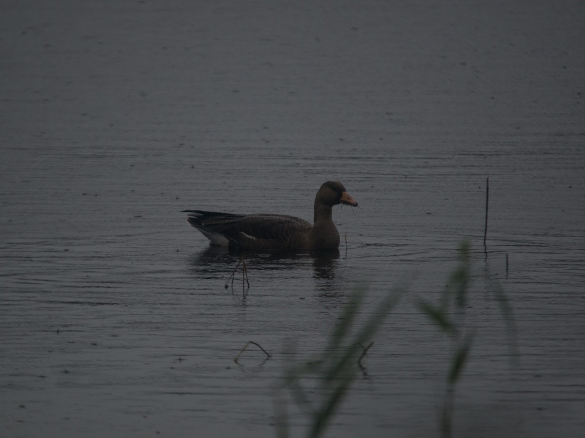 Greater White-fronted Goose (Greenland) - ML614900218