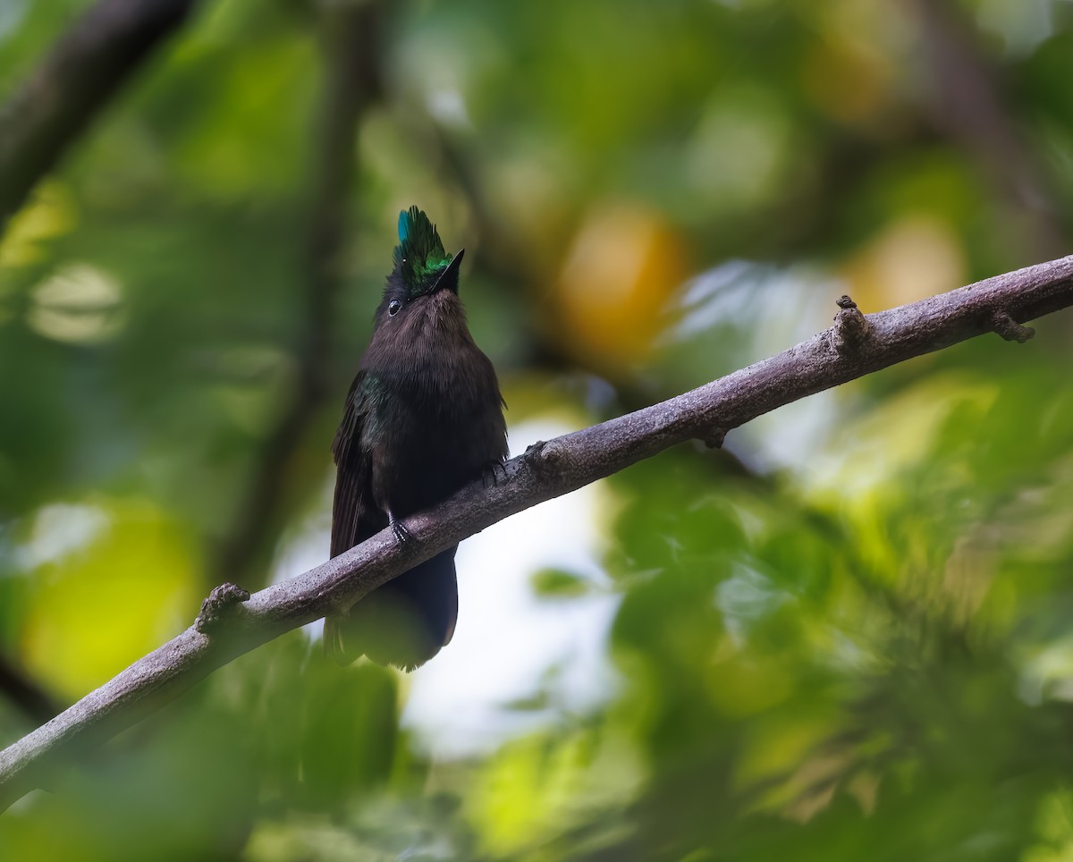 Antillean Crested Hummingbird (Lesser Antilles) - ML614900219
