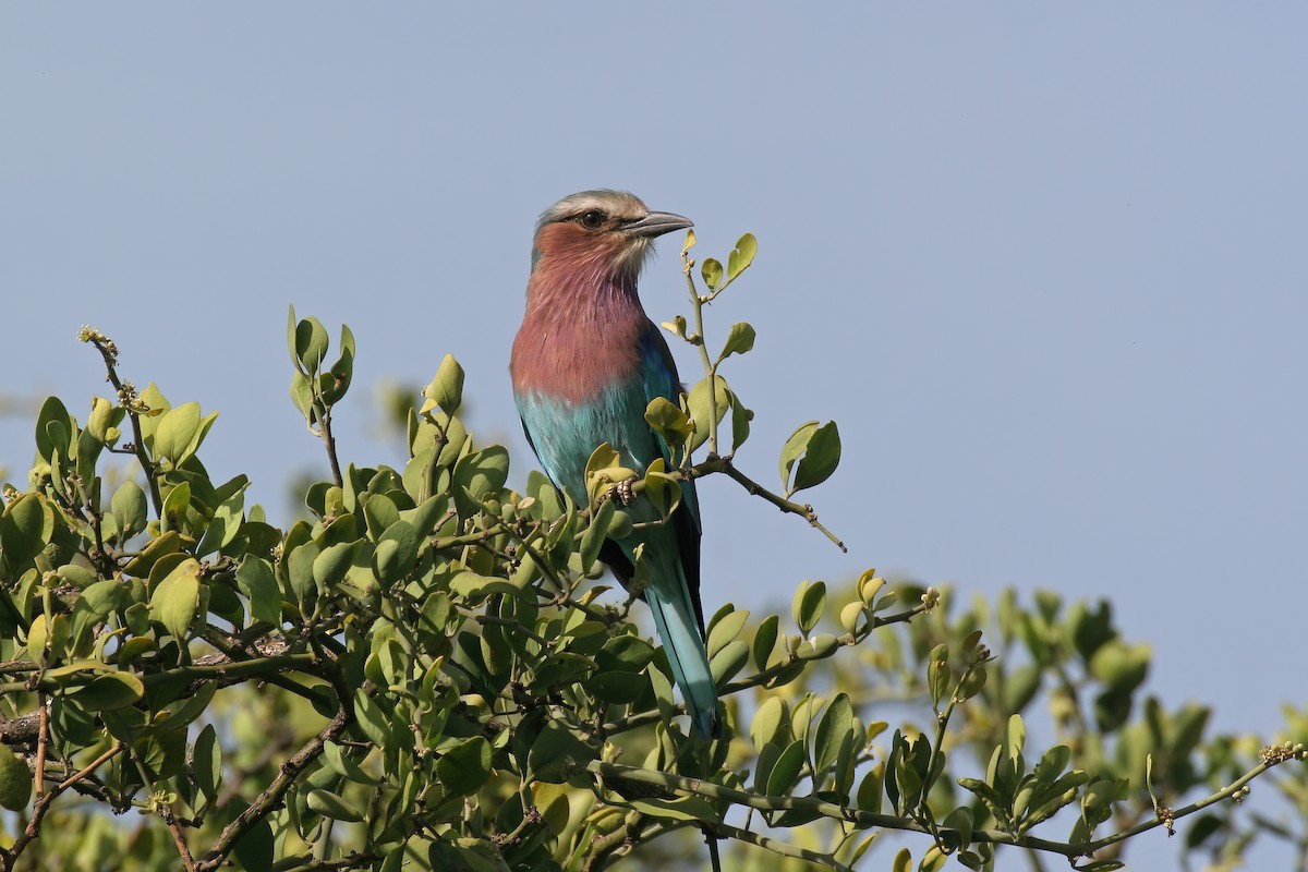 Lilac-breasted Roller (Lilac-breasted) - ML614900226