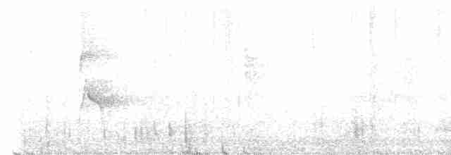 Nacktstirn-Ameisenvogel - ML614900310