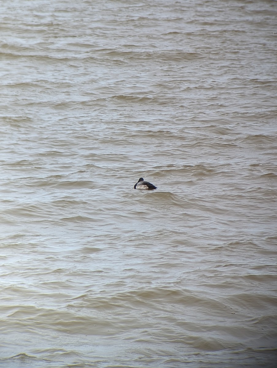 Greater Scaup - ML614900344