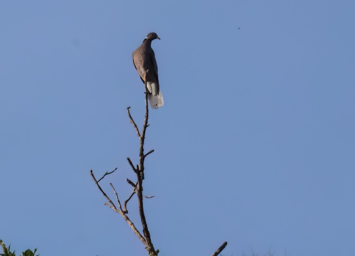 Band-tailed Pigeon (Northern) - ML614900441