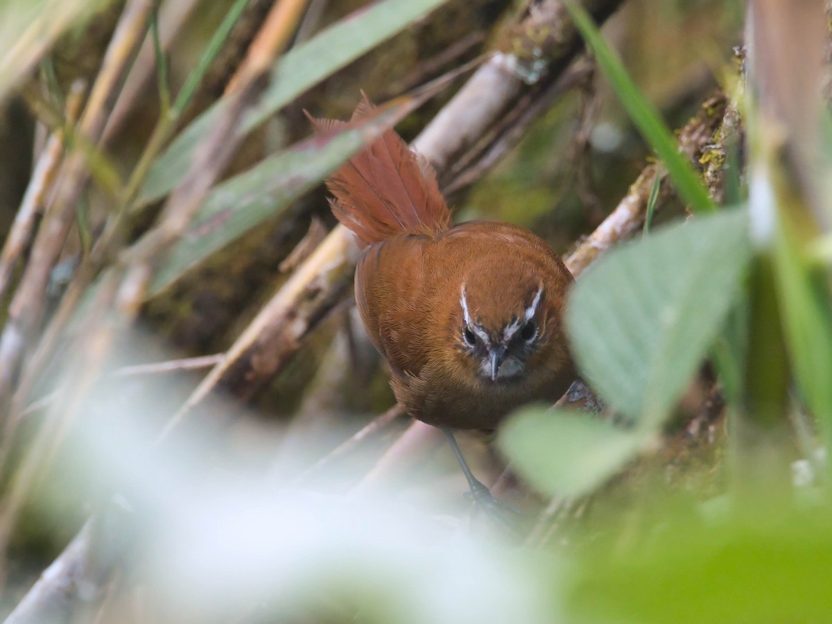White-browed Spinetail - ML614900472