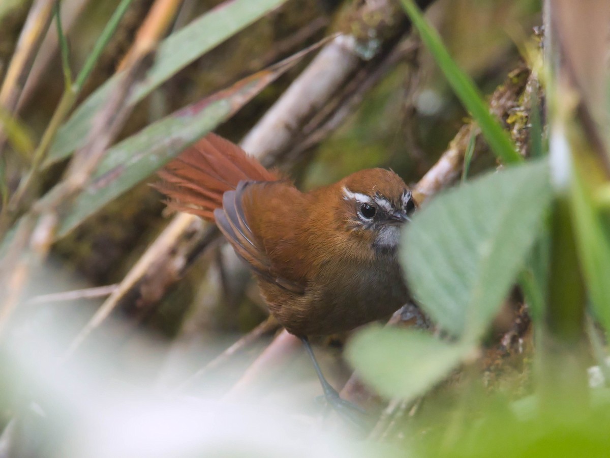White-browed Spinetail - ML614900473