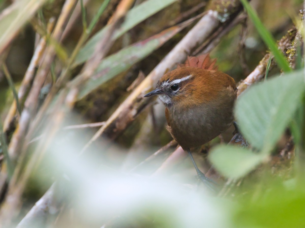 White-browed Spinetail - ML614900474
