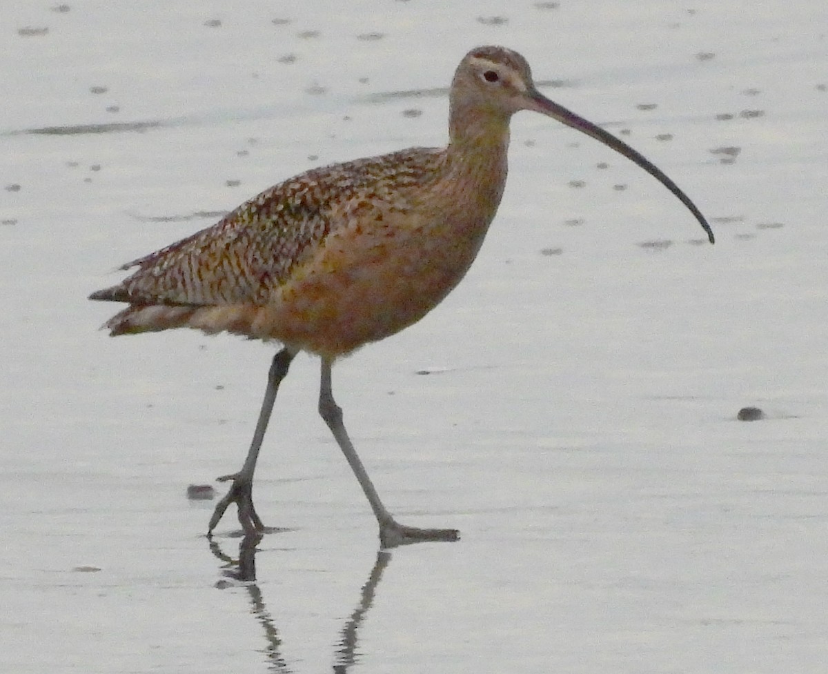 Long-billed Curlew - Leah Alcyon