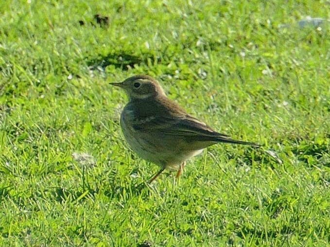 American Pipit (rubescens Group) - ML614900624