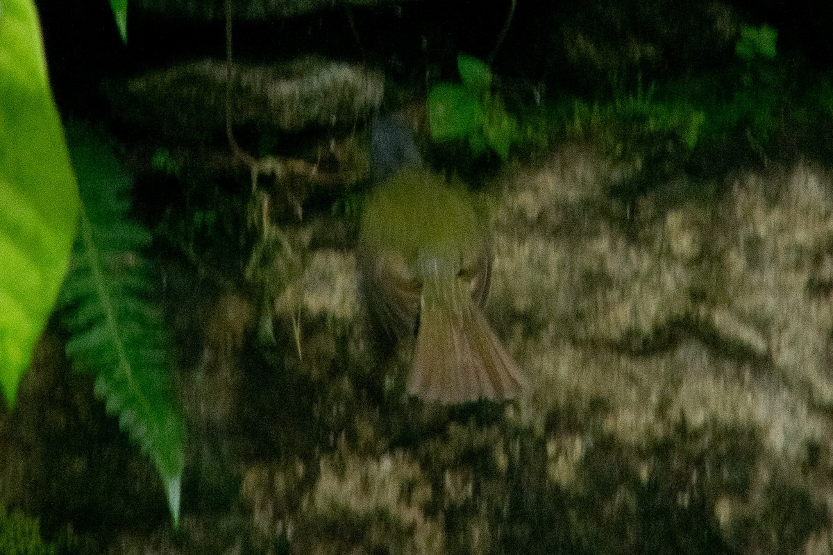 Streak-necked Flycatcher - Darío de la Fuente - Chilean Nature