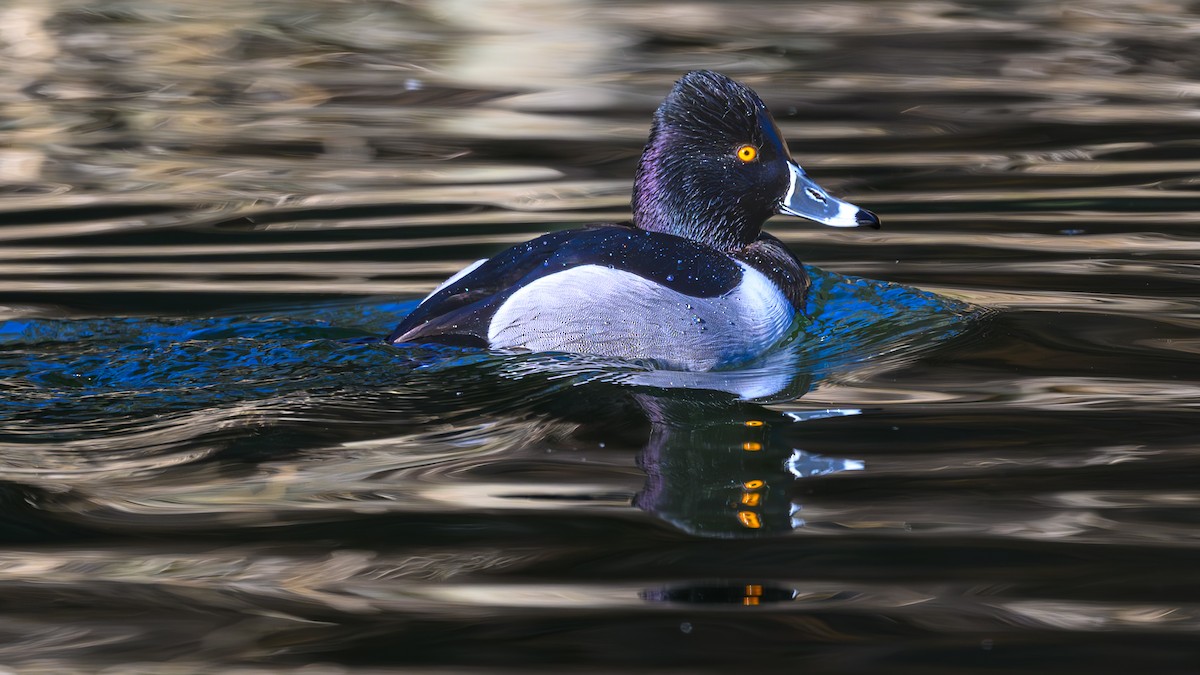 Ring-necked Duck - ML614901066