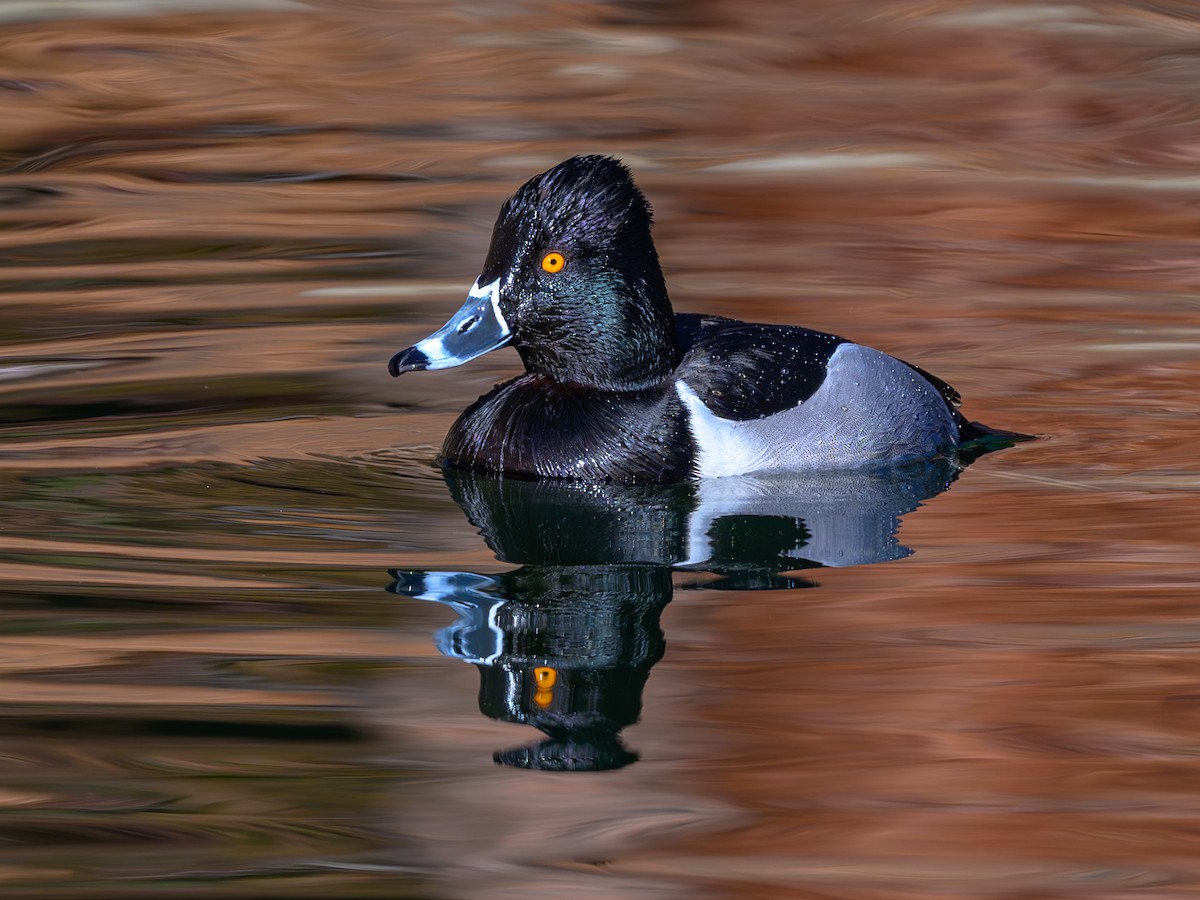 Ring-necked Duck - ML614901104