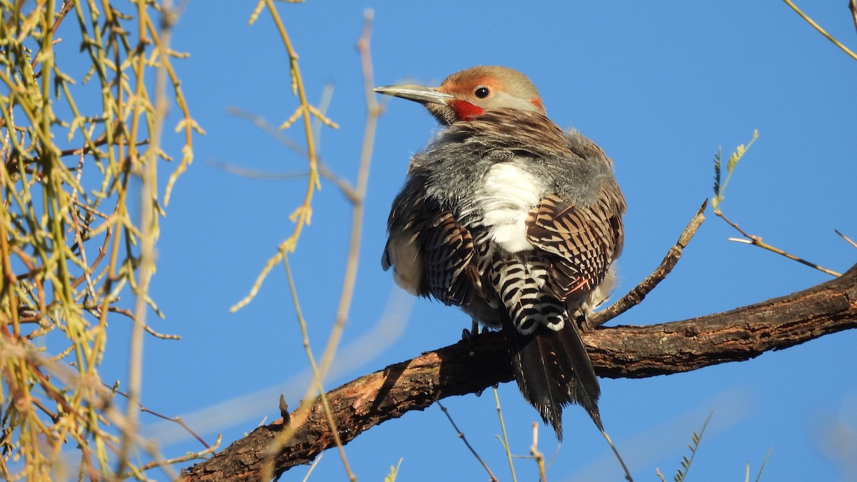 Northern Flicker (Red-shafted) - ML614901691