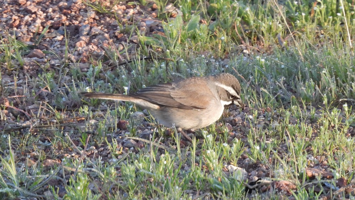 Black-throated Sparrow - ML614901705