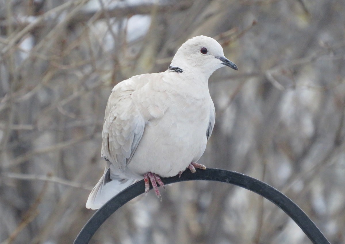 Eurasian Collared-Dove - Al Zerbe